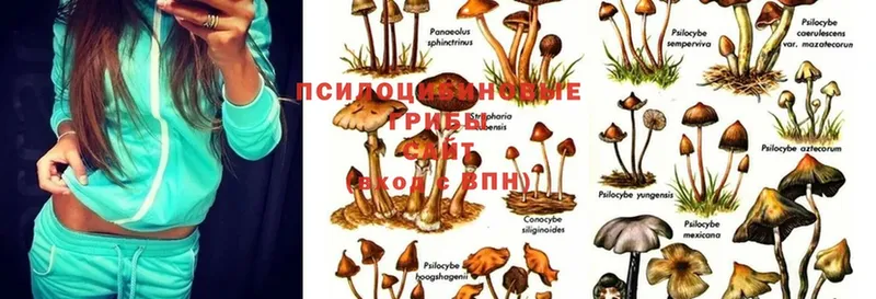 Галлюциногенные грибы Psilocybine cubensis  где найти наркотики  hydra как зайти  Бабаево 